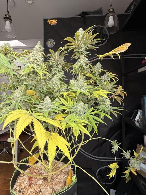 2026 1st Grow: Mix Grape Field. Week 16 - Gelato Harvest Day