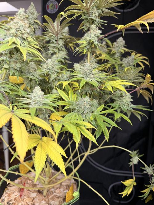 2026 1st Grow: Mix Grape Field. Week 16 - Gelato Harvest Day