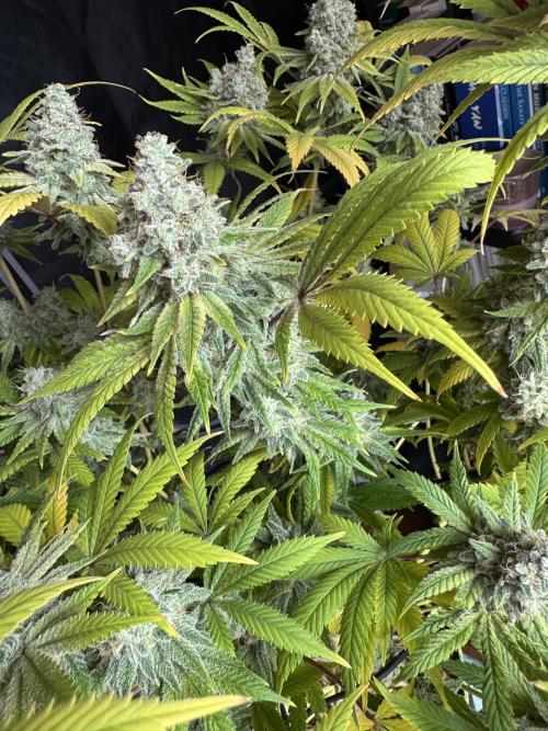 2026 1st Grow: Mix Grape Field. Week 16 - Gelato Harvest Day