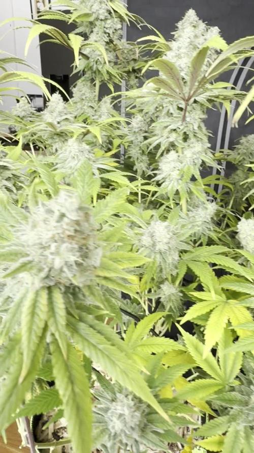 2026 1st Grow: Mix Grape Field