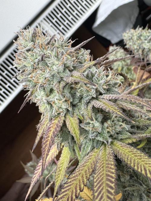 2026 1st Grow: Mix Grape Field. Week 16 - Starkiller x Grape Soda Harvest Day
