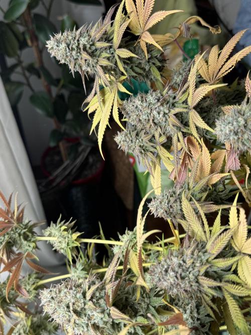 2026 1st Grow: Mix Grape Field. Week 16 - Starkiller x Grape Soda Harvest Day