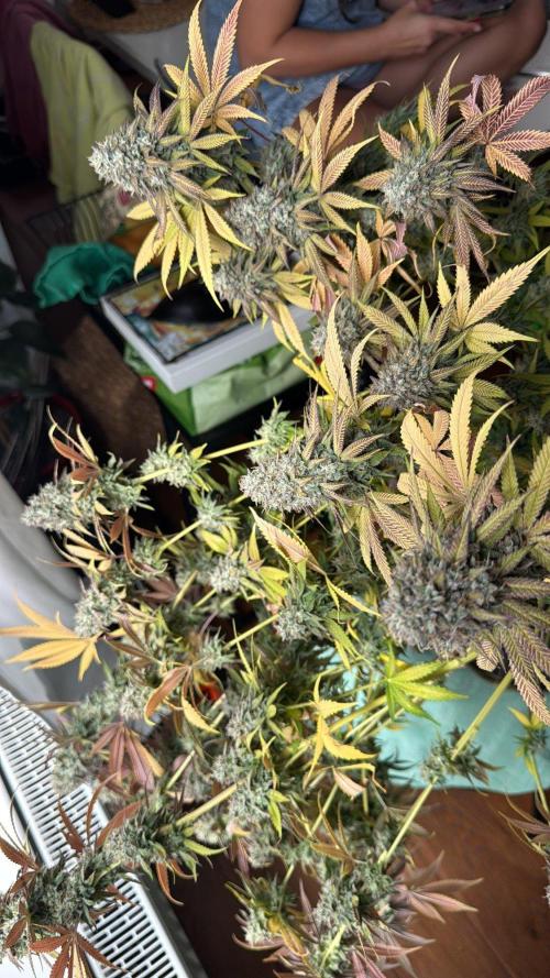 2026 1st Grow: Mix Grape Field. Week 16 - Starkiller x Grape Soda Harvest Day