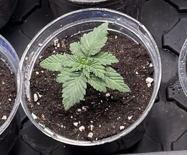 2026 Balcony Grow Experiment. Week 1 - Blackberry Moonrocks End of 1st Week Veg