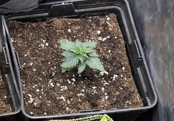2026 Balcony Grow Experiment. Week 2