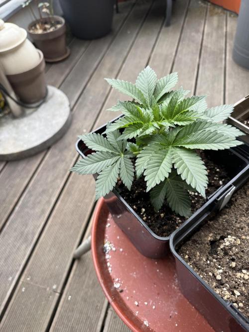 2026 Balcony Grow Experiment. Week 3 - First Day on the balcony