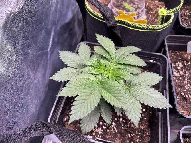 2026 Balcony Grow Experiment. Week 3 - Last Day in the tent