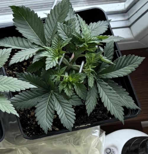 2026 Balcony Grow Experiment. Week 4