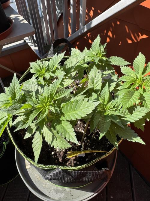 2026 Balcony Grow Experiment. Week 5