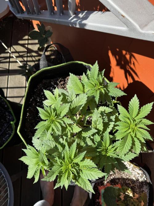 2026 Balcony Grow Experiment. Week 5