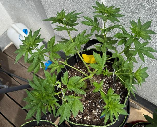2026 Balcony Grow Experiment. Week 6