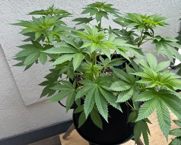 2026 Balcony Grow Experiment. Week 7 - BBM Veg Week 7