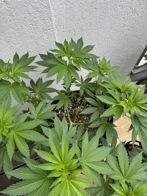2026 Balcony Grow Experiment. Week 7 - BBM Veg Week 7