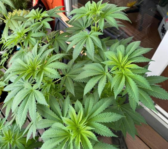 2026 Balcony Grow Experiment. Week 8 - BBM Veg Week 7