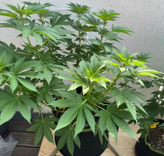 2026 Balcony Grow Experiment. Week 9 - BBM Veg Week 9
