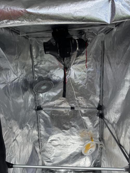 2026 Balcony Grow Experiment. Week 10