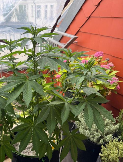2026 Balcony Grow Experiment. Week 10 - BBM Veg Week 10