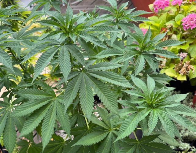2026 Balcony Grow Experiment. Week 10 - BBM Veg Week 10