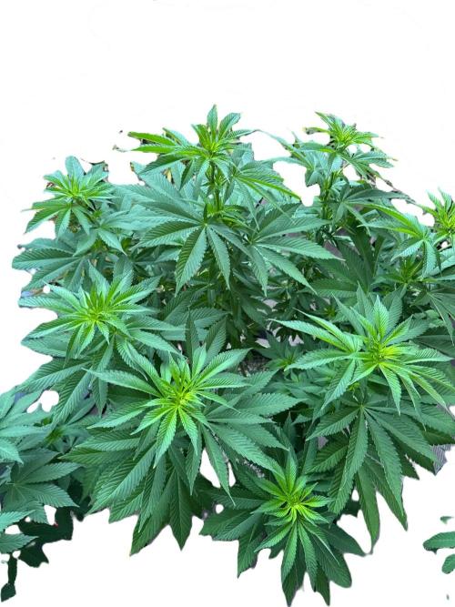 2026 Balcony Grow Experiment. Week 11 - BBM Flower Week 1