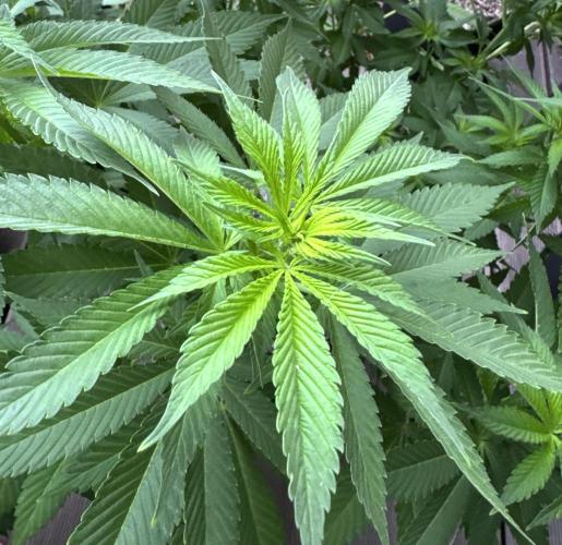2026 Balcony Grow Experiment. Week 11 - BBM Flower Week 1