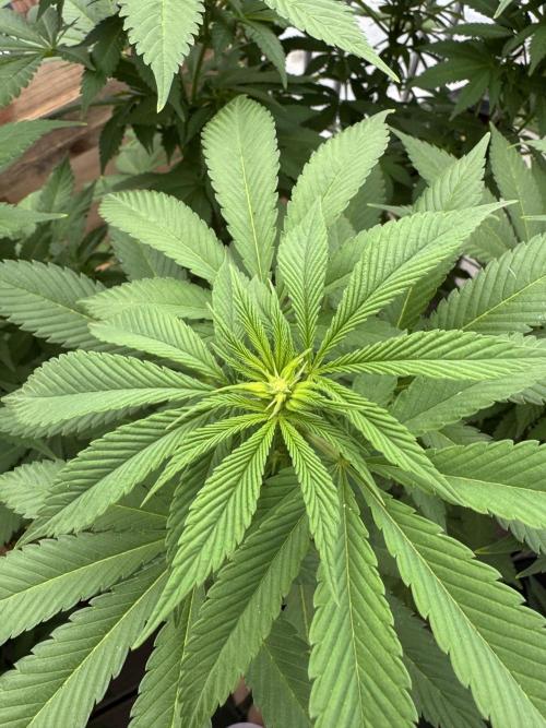 2026 Balcony Grow Experiment. Week 12 - BBM Flower Week 2