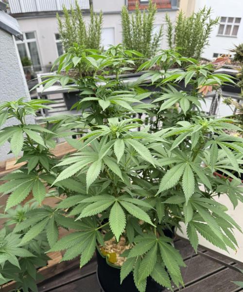 2026 Balcony Grow Experiment. Week 12 - BBM Flower Week 2
