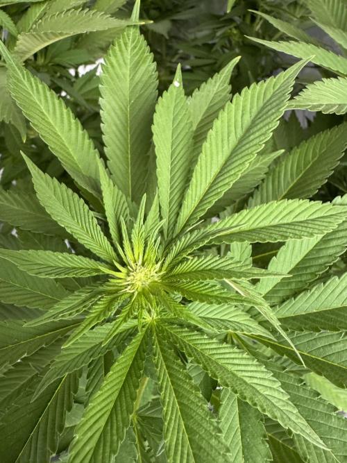 2026 Balcony Grow Experiment. Week 12 - BBM Flower Week 2