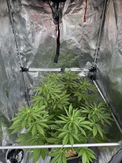 2026 Balcony Grow Experiment. Week 12 - BBM Flower Week 2