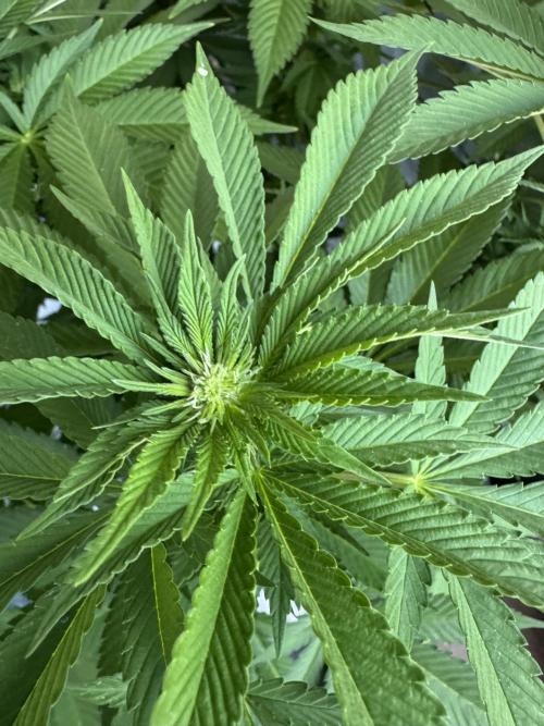 2026 Balcony Grow Experiment. Week 13 - BBM Flower Week 3