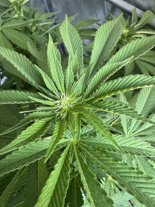 2026 Balcony Grow Experiment. Week 13 - BBM Flower Week 3
