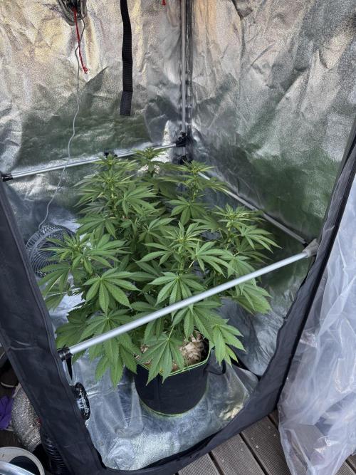 2026 Balcony Grow Experiment. Week 13 - BBM Flower Week 3