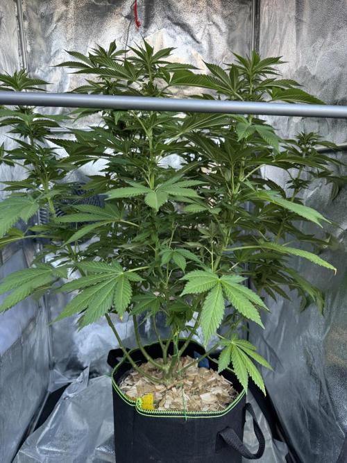 2026 Balcony Grow Experiment. Week 13 - BBM Flower Week 3