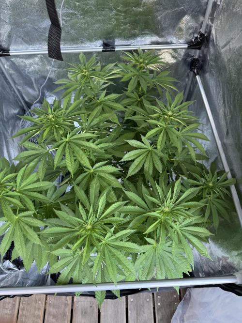 2026 Balcony Grow Experiment. Week 13 - BBM Flower Week 3