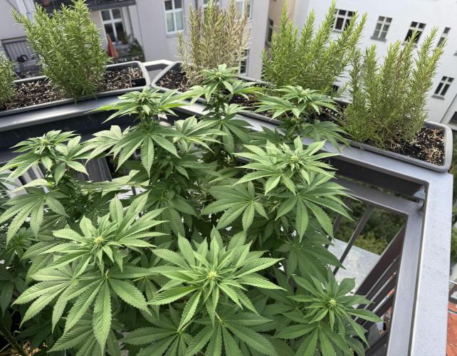 2026 Balcony Grow Experiment. Week 13 - BBM Flower Week 3