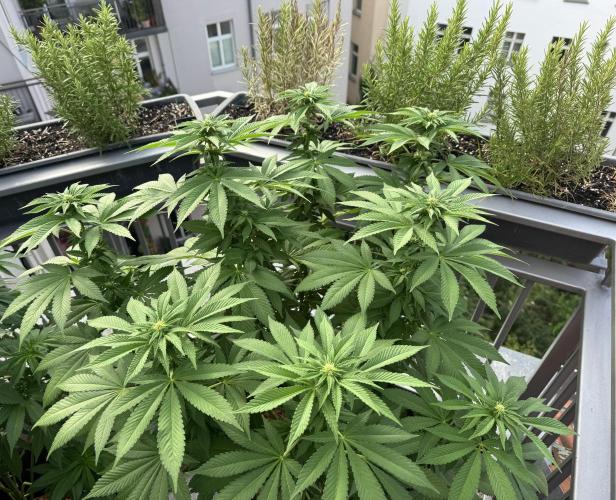 2026 Balcony Grow Experiment. Week 13 - BBM Flower Week 3