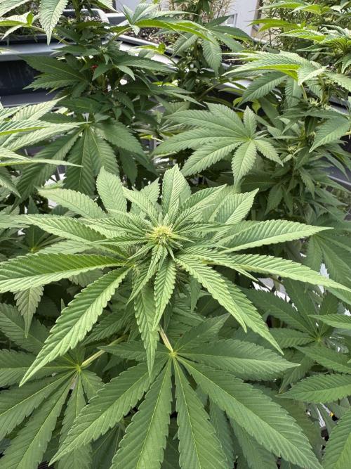 2026 Balcony Grow Experiment. Week 13 - BBM Flower Week 3