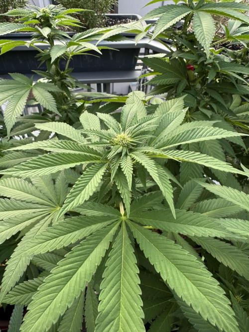 2026 Balcony Grow Experiment. Week 13 - BBM Flower Week 3