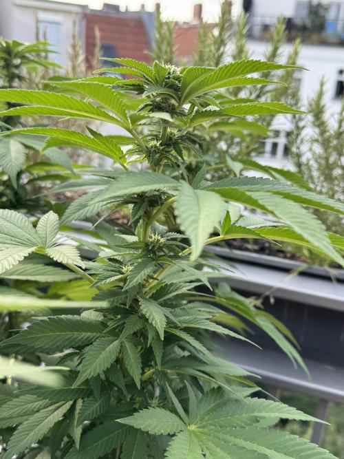 2026 Balcony Grow Experiment. Week 13 - BBM Flower Week 3