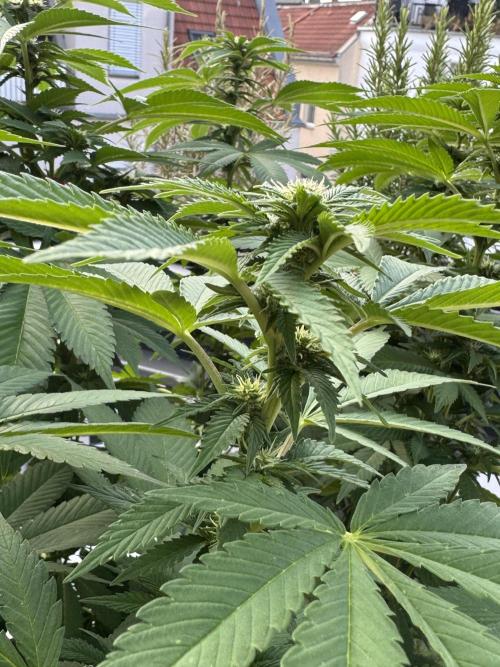2026 Balcony Grow Experiment. Week 13 - BBM Flower Week 3