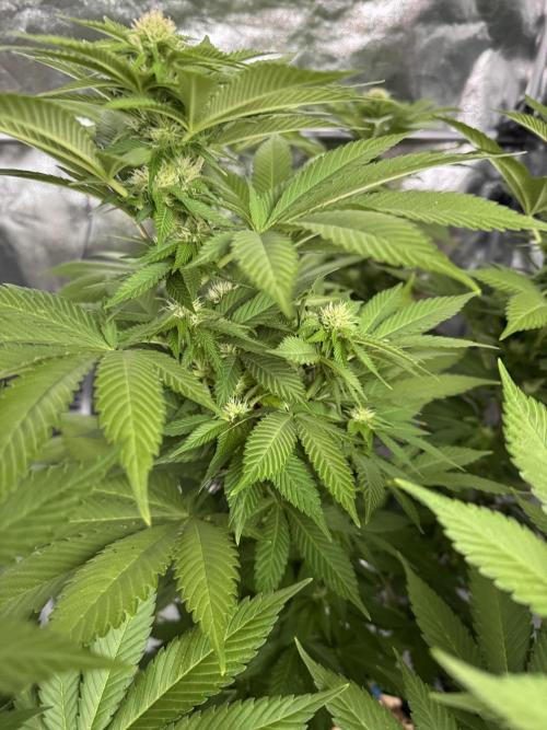 2026 Balcony Grow Experiment. Week 13