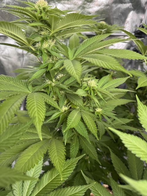 2026 Balcony Grow Experiment. Week 13 - BBM Flower Week 3