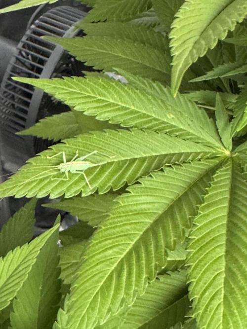 2026 Balcony Grow Experiment. Week 13 - BBM Flower Week 3