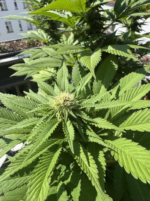 2026 Balcony Grow Experiment. Week 14 - BBM Flower Week 4
