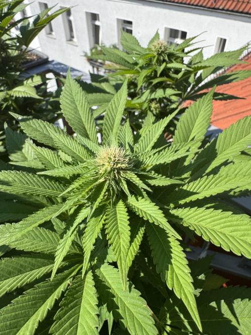 2026 Balcony Grow Experiment. Week 14 - BBM Flower Week 4
