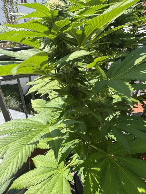 2026 Balcony Grow Experiment. Week 14 - BBM Flower Week 4
