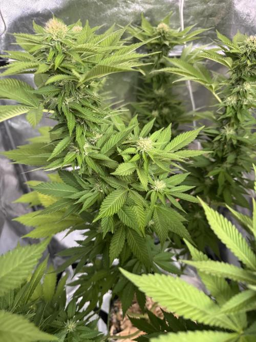 2026 Balcony Grow Experiment. Week 14 - BBM Flower Week 4
