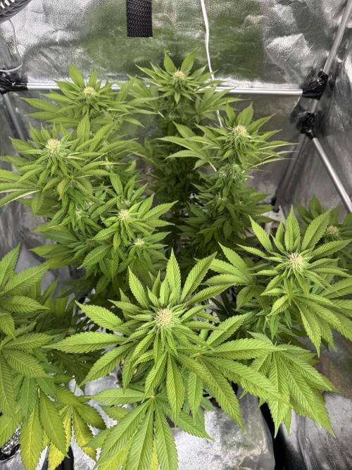 2026 Balcony Grow Experiment. Week 14 - BBM Flower Week 4
