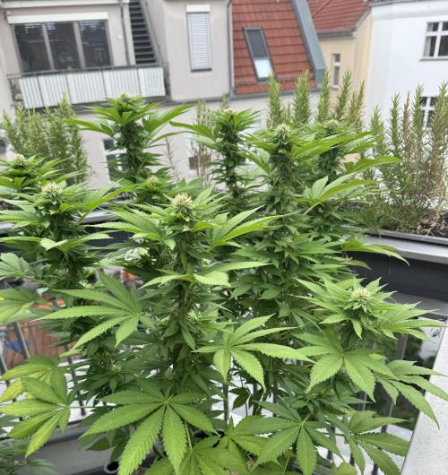 2026 Balcony Grow Experiment. Week 14 - BBM Flower Week 4
