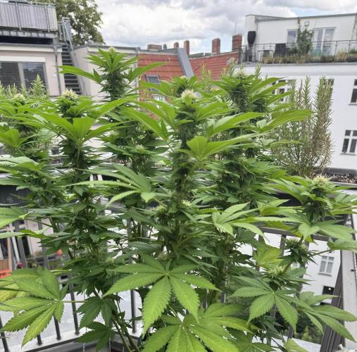 2026 Balcony Grow Experiment. Week 14 - BBM Flower Week 4
