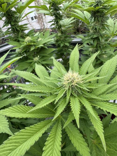 2026 Balcony Grow Experiment. Week 14 - BBM Flower Week 4
